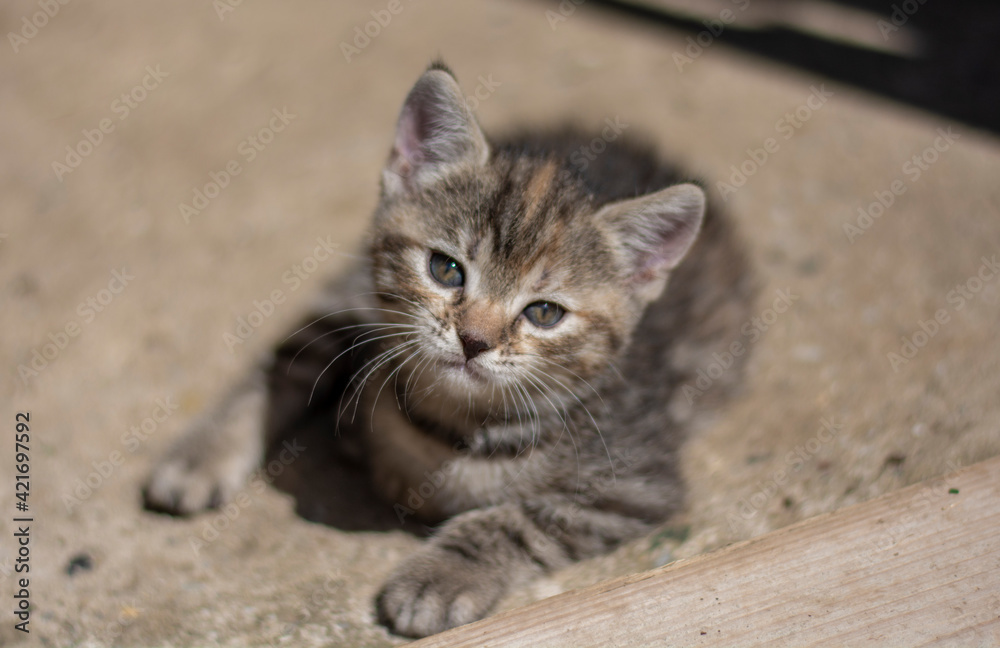 Portrait of a cute young little grey striped kitten. Selective focus.