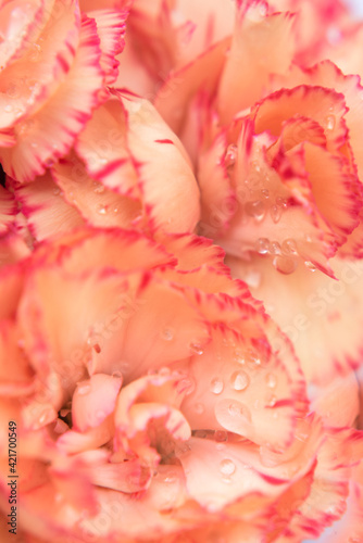 Fototapeta Naklejka Na Ścianę i Meble -  Pétalos de flor de clavel color durazno