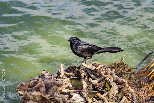 Great-tailed Grackle (male) stands on the shore of Lake Elizabeth photo