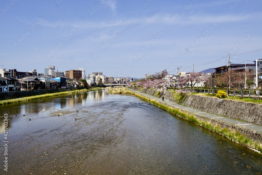 京都の鴨川の桜