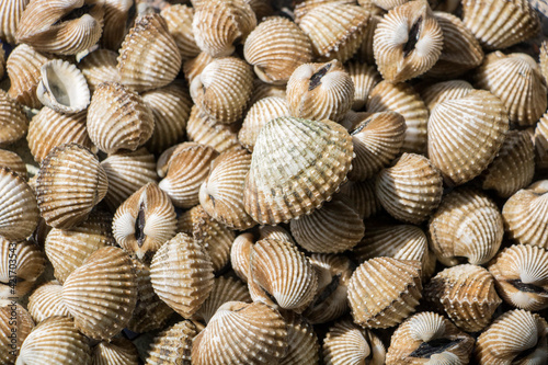 Fresh cockles clean (Closeup), sale at street market that will be used to make seafood such as boiled or steamed cockles. (For use background)