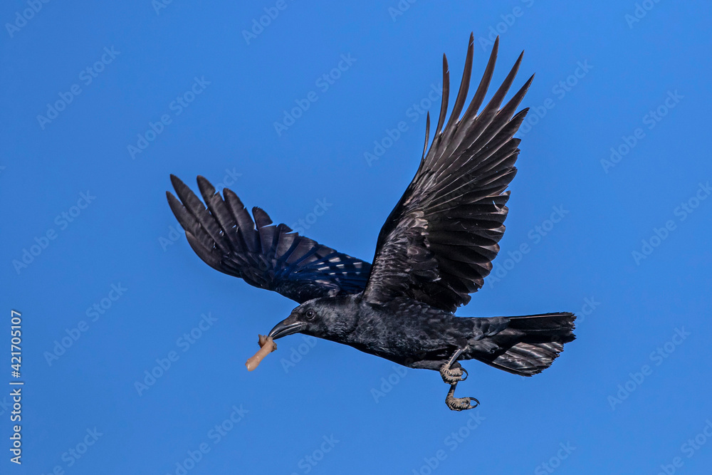 Fototapeta premium Rabenkrähe (Corvus corone)