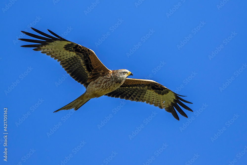 Rotmilan (Milvus milvus) Rotmilan (Milvus milvus)