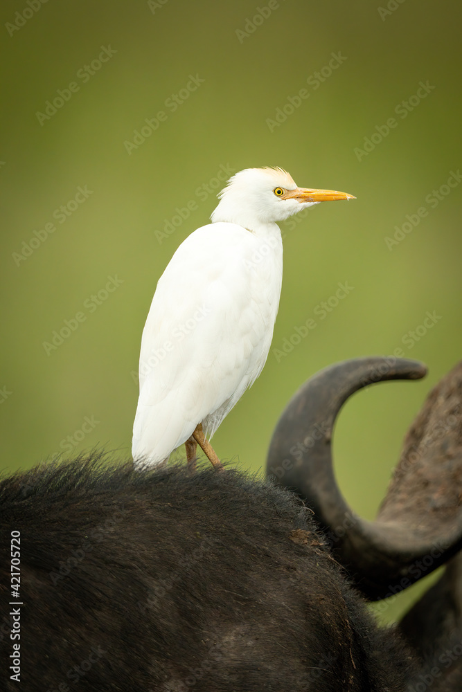 Fototapeta premium Little egret stands on back of buffalo
