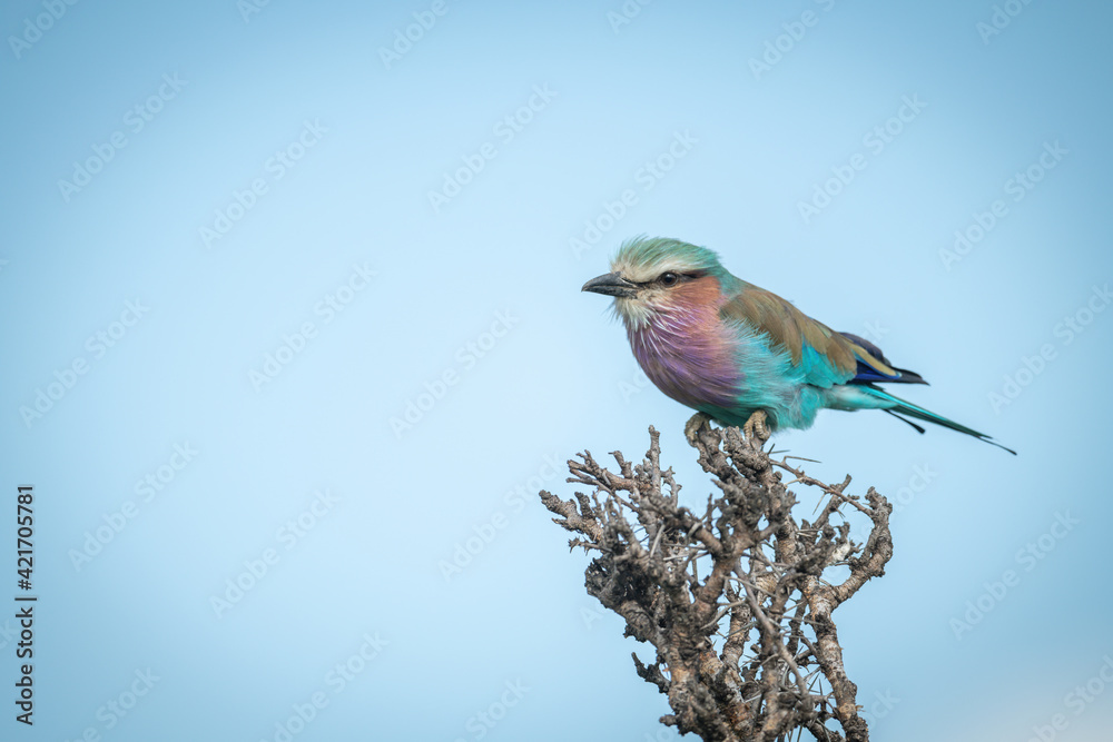 Fototapeta premium Lilac-breasted roller perches on thornbush eyeing camera