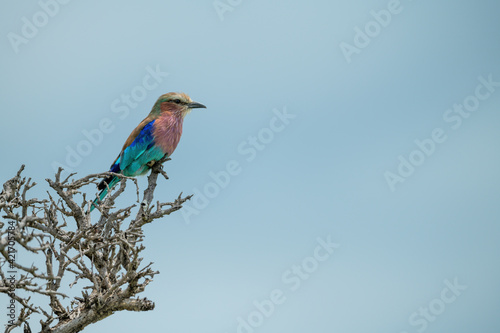 Lilac-breasted roller in tree under blue sky © Nick Dale