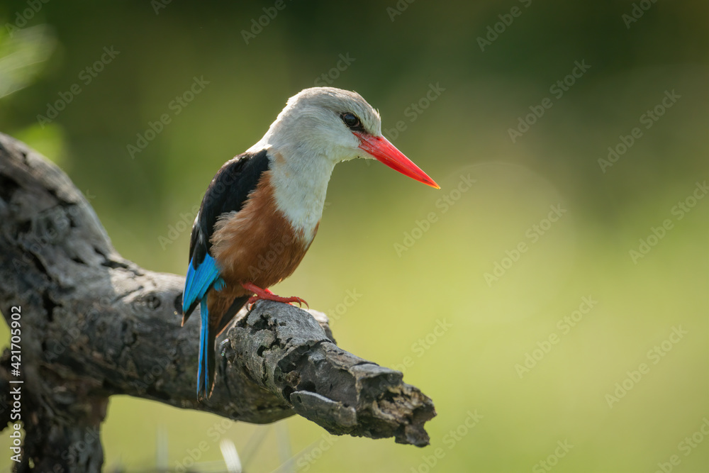 Fototapeta premium Grey-headed kingfisher looks down from dead branch