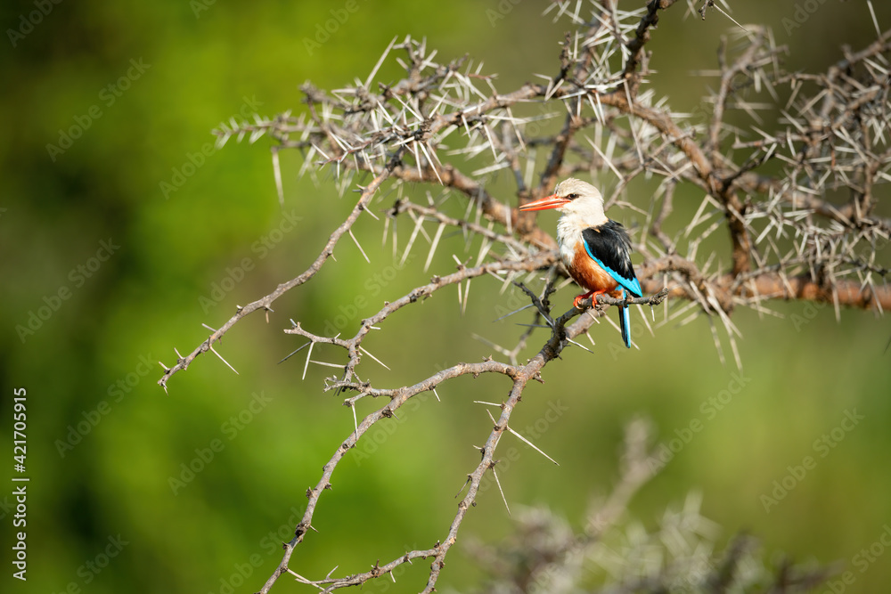 Grey-headed kingfisher in thornbush with open beak Grey-headed kingfisher in thornbush with open beak