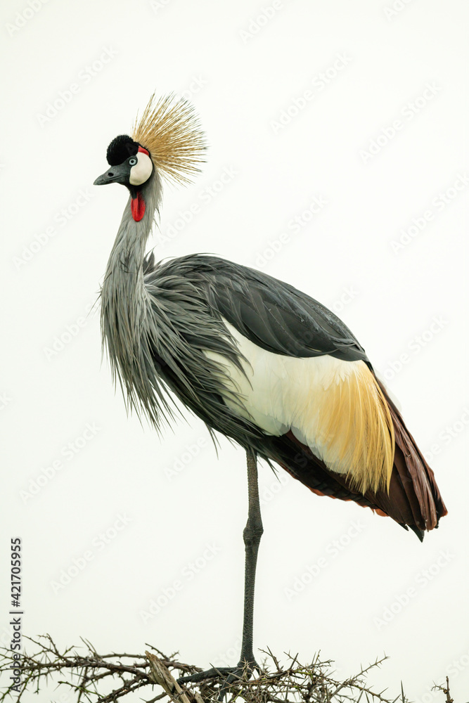 Grey crowned crane on thornbush watching camera Grey crowned crane on thornbush watching camera