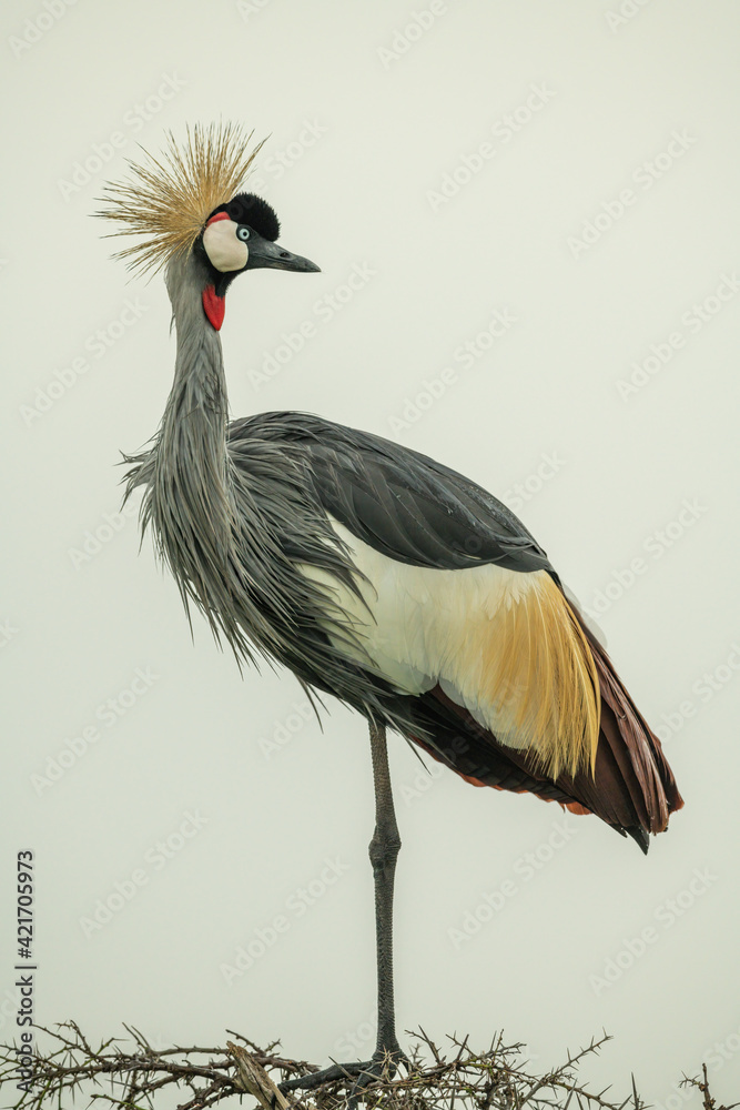 Fototapeta premium Grey crowned crane on thornbush turning head