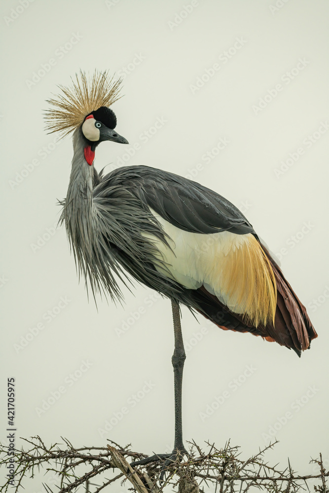 Fototapeta premium Grey crowned crane on thornbush looking round