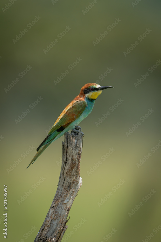 European bee-eater on tree stump in profile European bee-eater on tree stump in profile