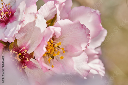 Blooming almond tree flowers close up  high resolution