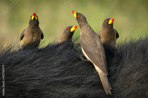 Schilderij op canvas Four yellow-billed oxpeckers perch on Cape buffalo
