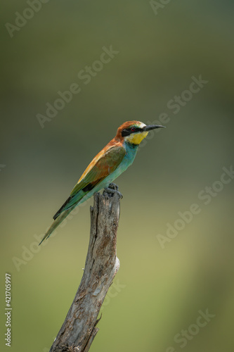 European bee-eater on tree stump in profile