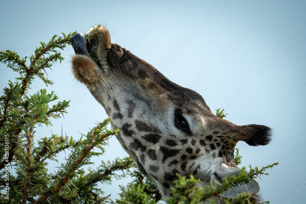 Obraz premium Close-up of Masai giraffe feeding from thornbush