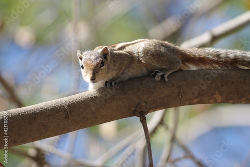 squirrel on a tree © Dhaval