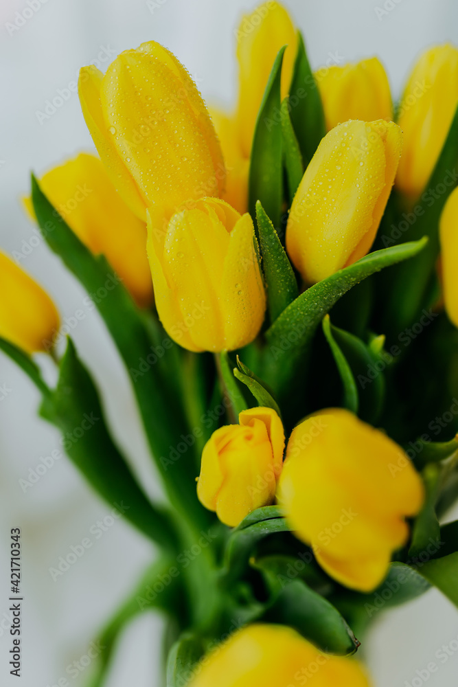 Naklejka premium Bright fresh yellow tulips closeup on white background. Tulips' buds closeup with water drops on petals and stem. Bunch of tulips with water drops closeup.