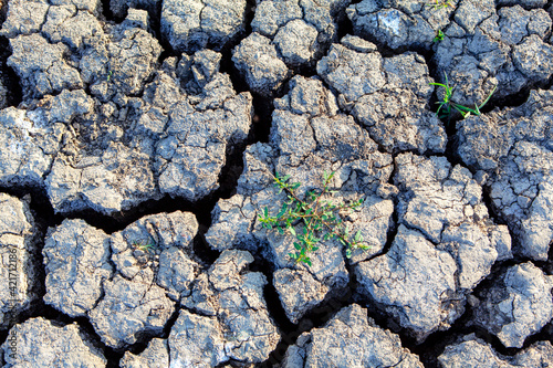 Plants survive on dry land . Earth cracks after drought weather photo