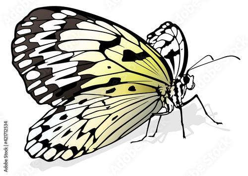 Paper Kite Butterfly - Beautiful Colorful Butterfly Isolated on White Background, Vector Illustration