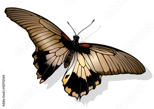Brown Night Butterfly - Beautiful Colorful Butterfly Isolated on White Background, Vector Illustration