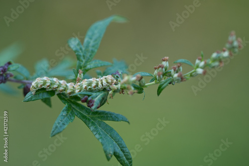 Beifuß-Mönch (Cucullia absinthii), Larve