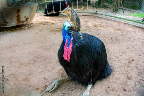 Pattaya, Thailand - January 18, 2019: Cassowary in a zoo in Million Years Stone Park photo