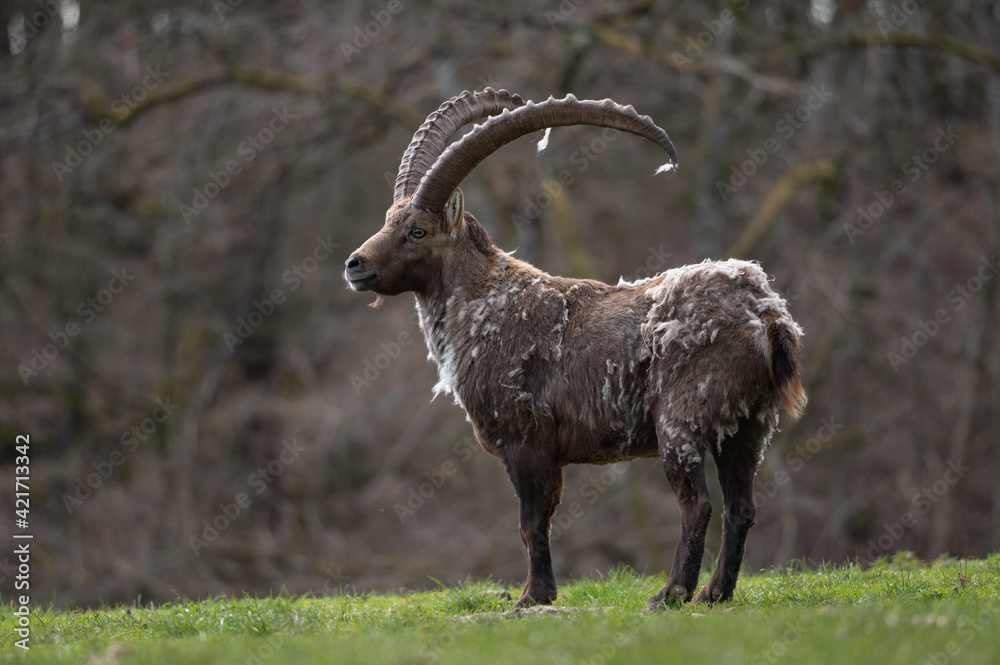 Bouquetin des Alpes en mue de printemps.
