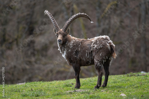 Bouquetin des Alpes en mue de printemps. photo