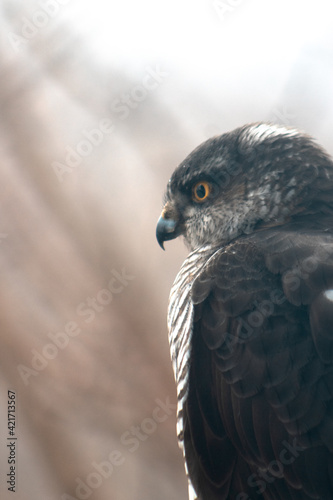 Close up portrait of dark bird of prey looking at prey