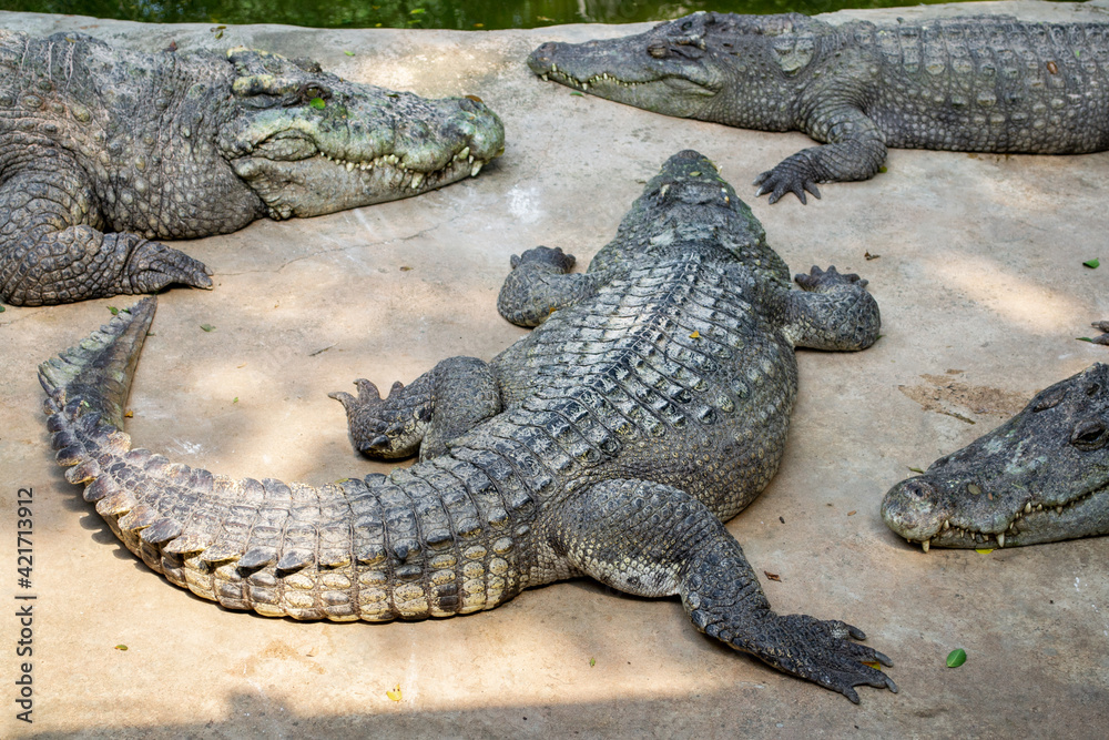 American crocodile Crocodylus acutus with an open mouth in Million Years Stone Park and Pattaya Crocodile Farm, Thailand American crocodile Crocodylus acutus with an open mouth in Million Years Stone Park and Pattaya Crocodile Farm, Thailand