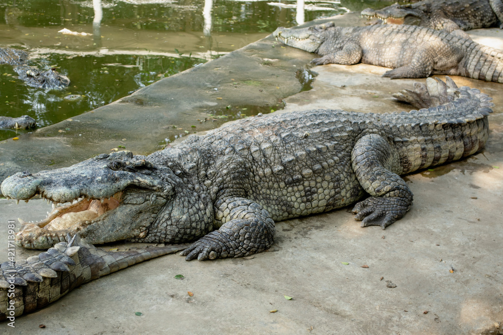 American crocodile Crocodylus acutus with an open mouth in Million Years Stone Park and Pattaya Crocodile Farm, Thailand American crocodile Crocodylus acutus with an open mouth in Million Years Stone Park and Pattaya Crocodile Farm, Thailand