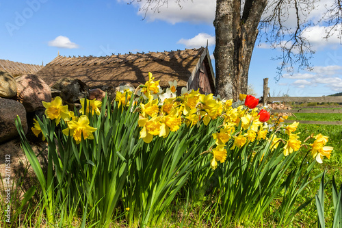 Daffodil flowers in a garden at spring