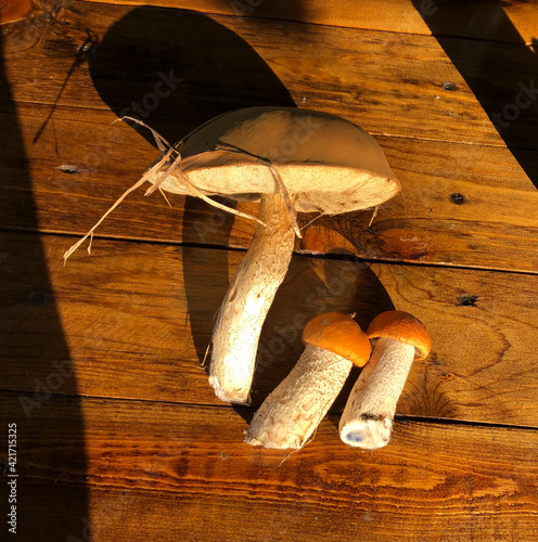Mushrooms on a wooden table. Porcini mushrooms and orange-cup boletus in the sunset light.