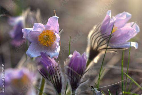 pasque-flower (Anémone pátens) is a perennial herb. one of the first spring meadow flowers.