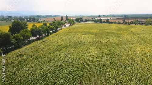 Aerial view of landscape sunflower field near city of Plovdiv, Bulgaria photo