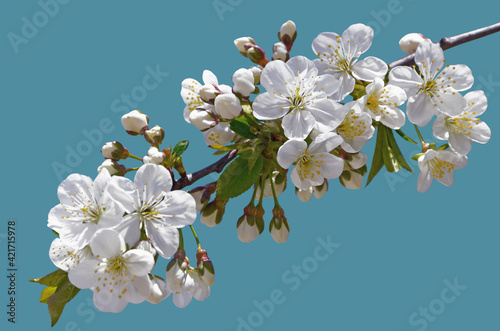 Isolated flowering cherry branch with white flowers.
