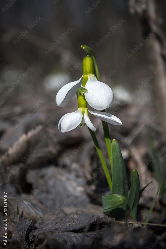 Obraz premium Elwes's snowdrop blooming in spring field.