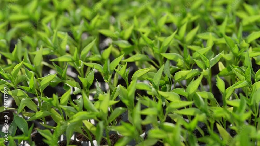 Growing of Small green chili plant at green house Growing of Small green chili plant at green house