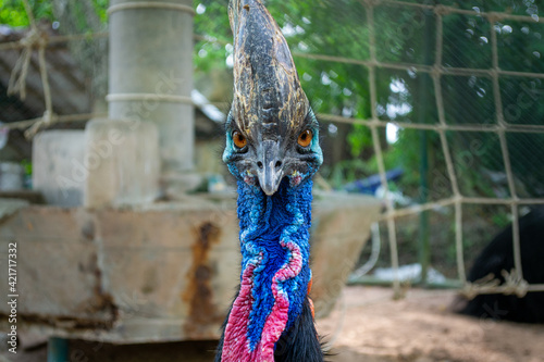 Pattaya, Thailand - January 18, 2019: Cassowary in a zoo in Million Years Stone Park photo