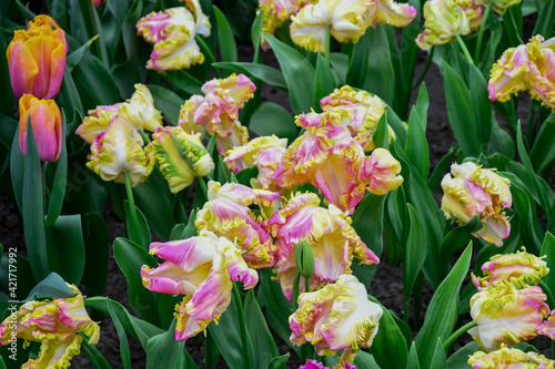 Beuatiful sweet pink tulips flower type tulipa apricot parrot , pink petals flushed with green and yellow stripes, fringed like feathers.Growing and blossom in spring season. Selective focus. photo