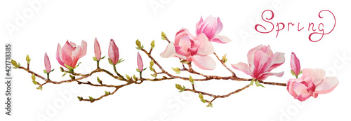 An elegant watercolor blooming magnolia branch. Delicate pink flowers and magnolia buds are hand-painted on a white background. Spring. Summer.