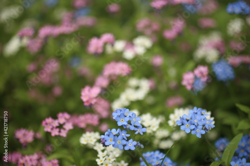 Pink and blue forget me not flowers