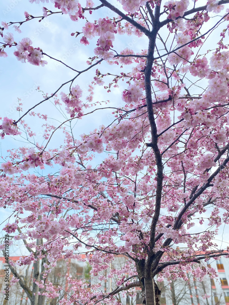 Cherry blossom season 🌸