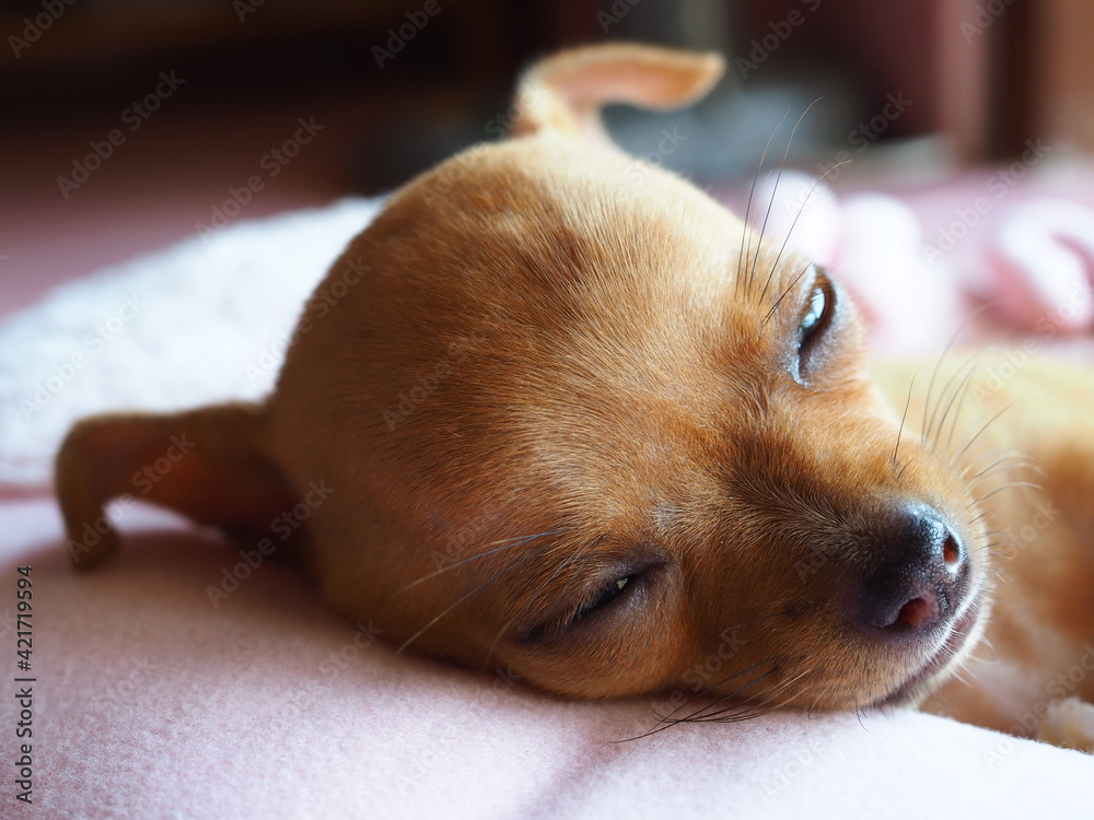 The light brown Chihuahua dog is sleeping peacefully.