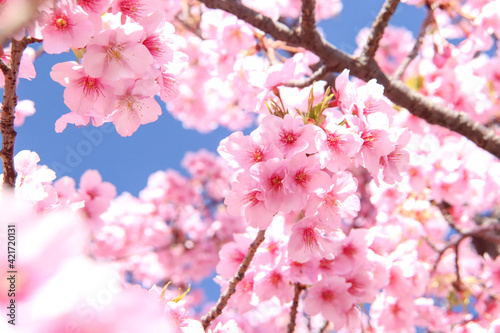 さくら 桜 ピンク 淡い パステル 鮮やか 可憐 入学 卒業 サクラ 花びら 花見 © rin