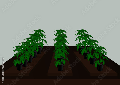 ganja weed farm field plants using pot design cannabis marijuana sativa