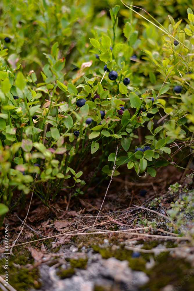 blueberry plant full of fruit. Vaccinium myrtillus tasty natural food found in the mountains at high altitudes blueberry plant full of fruit. Vaccinium myrtillus tasty natural food found in the mountains at high altitudes