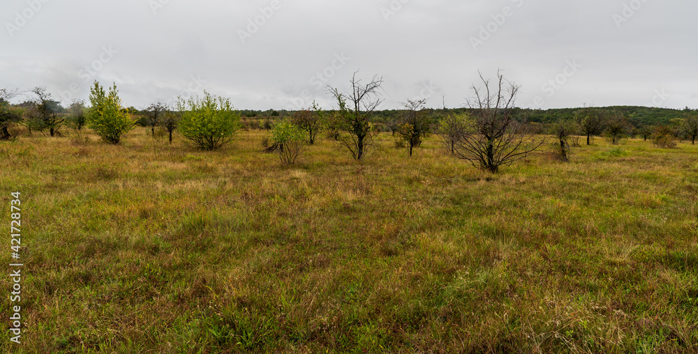 Havranicke vresoviste heath in Podyji National park in Czech republic near borders with Austria Havranicke vresoviste heath in Podyji National park in Czech republic near borders with Austria