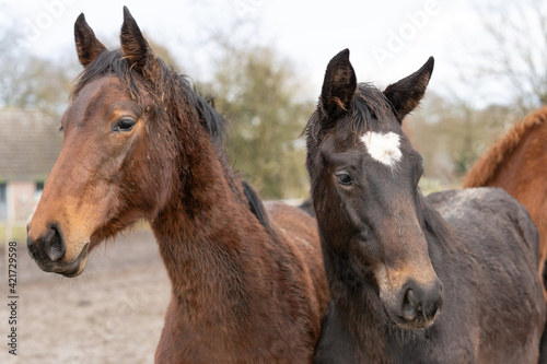Fototapeta Naklejka Na Ścianę i Meble -  Horses heads in a herd of stallions. They look curiously into the camera, Brown, gray and fox colors. Horses are dirty from mud and grass